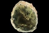 Triassic Petrified (Woodworthia) Trunk Section - Zimbabwe #99271-1